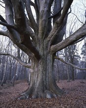 Tree trunk of the copper beech (Fagus sylvatica), large mighty beech, called Silke beech in the