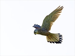 Kestrel, female Common Kestrel (Falco tinnunculus) in flight, shaking, looking for prey, Texel