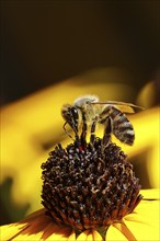 European honey bee (Apis mellifera), collecting nectar from a flower of yellow coneflower