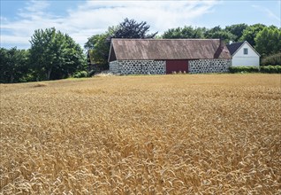 Field of wheat at a farm at Sjörup, Ystad municipality, Skåne, Sweden, Scandinavia, Europe