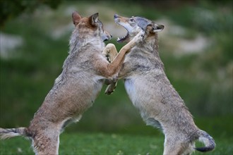 Timber Wolf (Canis lupus), two wolves fighting, cub, captive, Germany, Europe