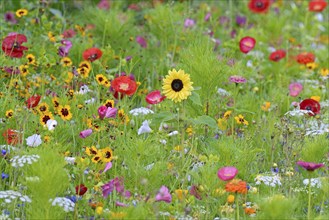 Flowering strip, flowering area with poppy flower (Papaver rhoeas), mallows (Malva) and sunflower