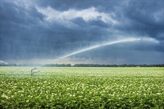 Irrigation, potato field near Zarrentin, Mecklenburg-Western Pomerania, Germany, Europe