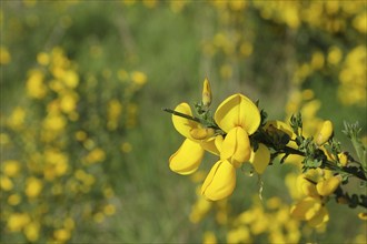 Broom (Genista), branch with yellow flowers, North Rhine-Westphalia, Germany, Europe