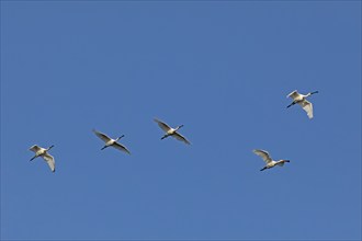 Flying eurasian spoonbill (Platalea leucorodia), Geltinger Birk, Schleswig-Holstein, Germany,