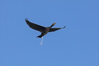 Flying cormorant dropping droppings, Geltinger Birk, Schleswig-Holstein, Germany, Europe