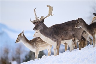 European fallow deer (Dama dama) buck with pack on a snowy meadow in the mountains in tirol,