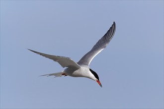 Common Tern (Sterna hirundo), flight study, animal in flight, Lower Saxon Wadden Sea National Park,