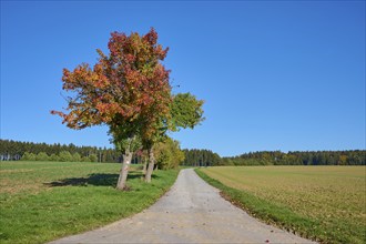 Road, field landscape, pear tree, fruit trees, sky, autumn, beeches, Odenwald, Baden-Württemberg,