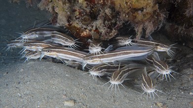 Group, school of striped eel catfish (Plotosus lineatus), juvenile. Dive site House Reef, Mangrove