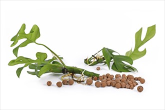 Houseplant cuttings with roots and leca clay balls used for hydroponic watering system on white