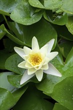 Water lily, white (Nymphaea alba), water drop, Baden-Württemberg, Germany, Europe