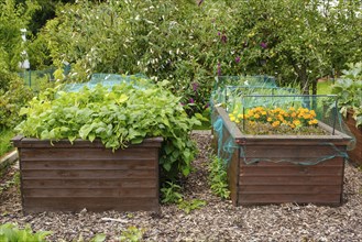 Two raised beds planted with beans and flowers, allotment garden, North Rhine-Westphalia, Germany,