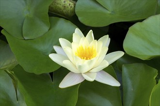 Water lily, white (Nymphaea alba), Baden-Württemberg, Germany, Europe