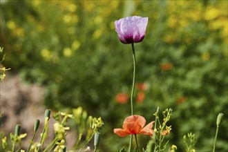 Single violet-purple calyx, from the side, flowers, close-up, macro, corn poppy (Papaver