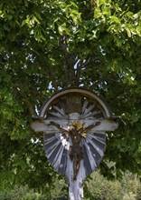 Linden tree with wayside cross, Osterhorn group, Koppl, Flachgau, Land Salzburg, Austria, Europe