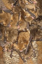 Fringed bat, natterer's bats (Myotis nattereri), in a bat box Bats, mammals, animals, Neunkirchen