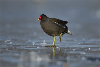 Moorhen (Gallinula chloropus) adult bird on a frozen lake, Surrey, England, United Kingdom, Europe