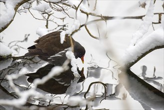 Pond hen (Gallinula chloropus) sitting at the edge of a snow-covered pond, looking into the water