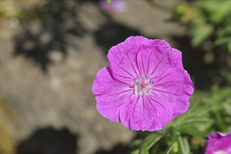 Bloody cranesbill (Geranium sanguineum), Bloody cranesbill in flower, Wilden, North