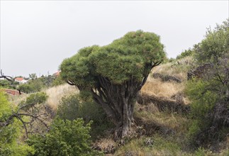 Canary islands dragon tree (Dracaena draco), near Las Tricias, La Palma Island, Spain, Europe