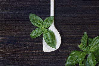 Cooking spoon and basil (Ocimum basilicum)