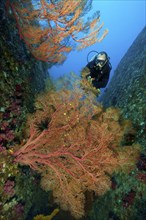 Diver looking at knotted fan coral (Melithaea ochracea) Node fan Sea fan, Indian Ocean, Similan