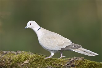 Eurasian collared dove (Streptopelia decaocto), Dingdener Heide nature reserve, North