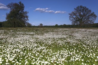 Meadows in spring with buttercups, campion and bluebells, flowering floodplain meadows in spring,