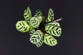 Tropical Ctenanthe Burle Marxii house plant with exotic stripe pattern on leaves on dark black