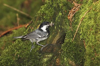 Coal Tit (Periparus ater) Old bird brings food to the breeding cavity in a hollow tree stump,