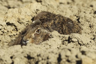 European hare (Lepus europaeus) squeezing into a field furrow, Lower Austria, Austria, Europe