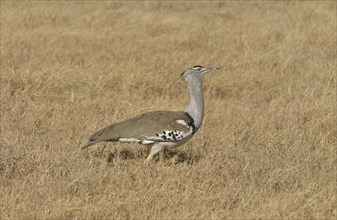 Kori Bustard (Ardeotis kori) in the Ngorongoro Crater, Ngorongoro Conservation Area, Tanzania,