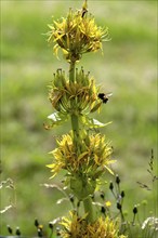 Bumblebee foraging a flower of gentian (Gentiana lutea) . Auvergne Volcanoes Park. Puy de Dome.