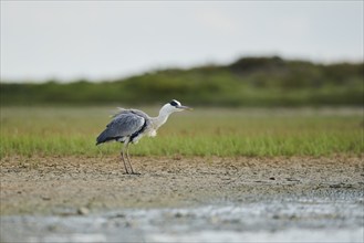 Grey heron (Ardea cinerea) standing at the waters edge, Camargue, France, Europe