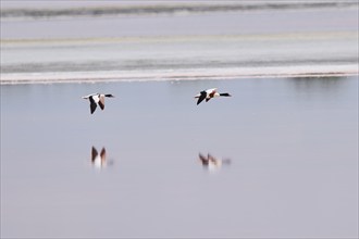 Common shelduck (Tadorna tadorna) couple flying above the water of a salt water pond, Camargue,