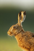 European brown hare (Lepus europaeus) adult animal head portrait, Norfolk, England, United Kingdom,