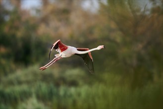 Greater Flamingo (Phoenicopterus roseus), flying above the water, Parc Naturel Regional de