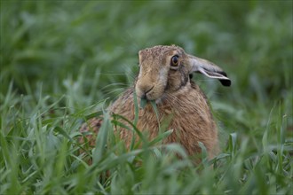 European brown hare (Lepus europaeus) adult animal feeding in a farmland cereal crop, Suffolk,