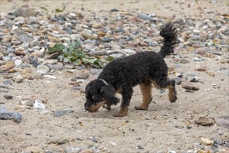 Small poodle, black and tan, sniffing the beach, Kiel, Schleswig-Holstein, Germany, Europe