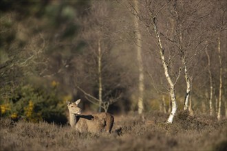 Red deer (Cervus elaphus) adult female doe on the edge of a woodland, Suffolk, England, United