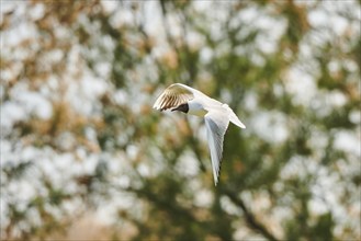 Black-headed gull (Chroicocephalus ridibundus) flying, Camargue, France, Europe