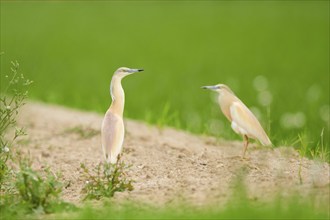 Squacco herons (Ardeola ralloides) in a rice field, hunting, ebro delta, Catalonia, Spain, Europe