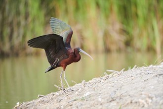 Glossy ibis (Plegadis falcinellus) landing on the ground, Camargue, France, Europe