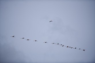 Greater Flamingos (Phoenicopterus roseus), flying in the sky, Parc Naturel Regional de Camargue,