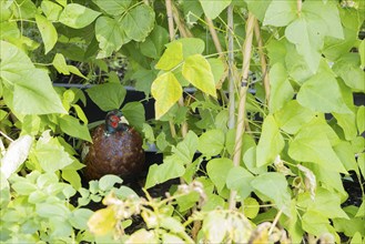 Common pheasant (Phasianus colchicus) adult male bird on a garden raised bed, Suffolk, England,