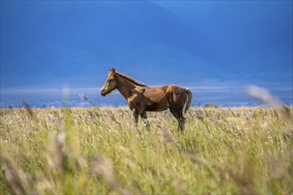 A foal stands in a flowering meadow in front of mountains, Yssykköl, Kyrgyzstan, Asia