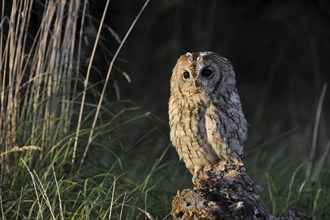 Tawny owl (Strix aluco) perched on tree stump in meadow at forest edge