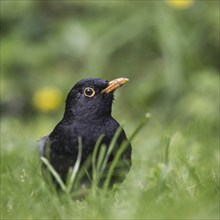 Common blackbird (Turdus merula) male foraging on the ground