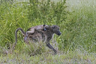 Chacma baboon (Papio ursinus), Cape baboon female walking on the savanna with young on her back in